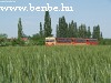 Wheat ripening (Bzmot 257)