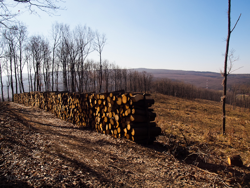 Lumber photo
