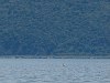 Az Prespa-tó hat pelikánjának egyike