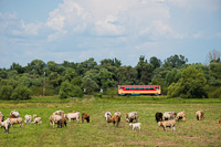 A MÁV-START 117 306 Szécsény és Hugyag között, a gyarkan belvizes/árvizes Ipoly-menti legelőnél, a 2023. augusztus 1-jén bezárt 78b Balassagyarmat-Ipolytarnóc vasútvonalon