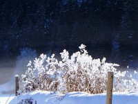Egy zúzmarás bokor a téli napfényben. Ilyen szépségeket is láthat az ember ebben az átfagyott világban