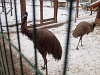 Emus at Nagybörzsöny