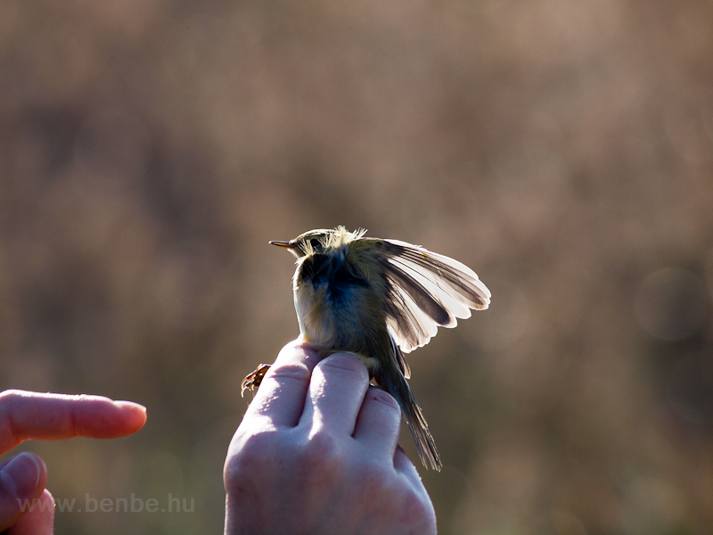 Ringing a bird photo