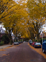 Utcakép Leidenben őszi fákkal