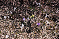 Tavaszi héricsek és kökörcsinek a Bergün melletti dombon