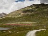 Egy RhB ABe 8/12 Allegra egy hosszú St. Moritz -> Tirano személyvonattal Bernina Lagalb és Ospizio Bernina között