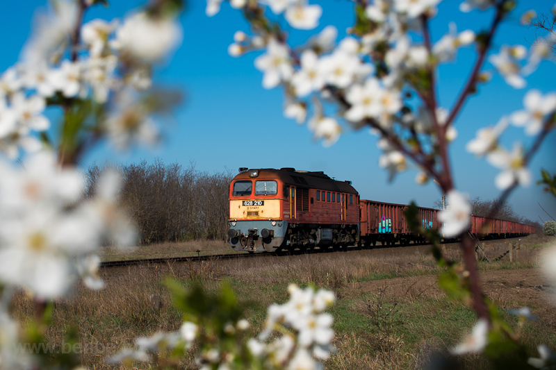 A MÁV-START 628 210 Székesfehérvár és Börgönd között, virágkeretben húzza tehervonatát egy szép, tavaszi napon fotó