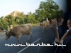 Evening travel is held up by herds on their way home