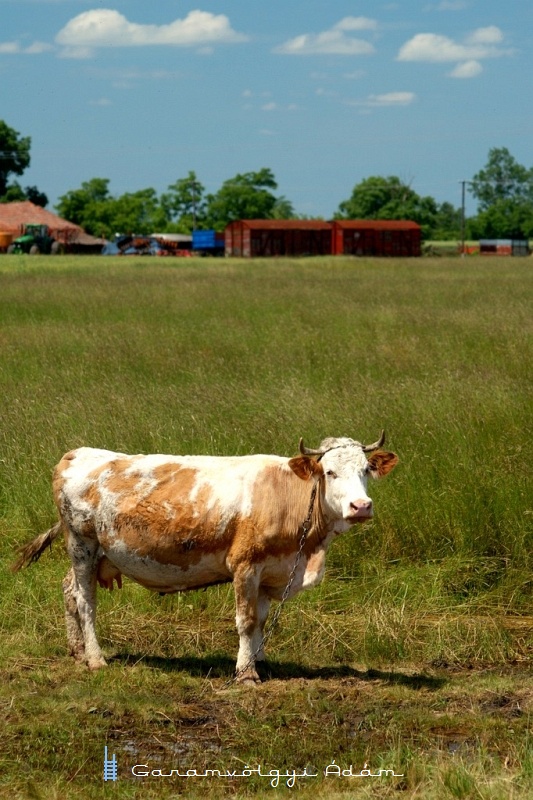 Freight cars and a nosy cow photo