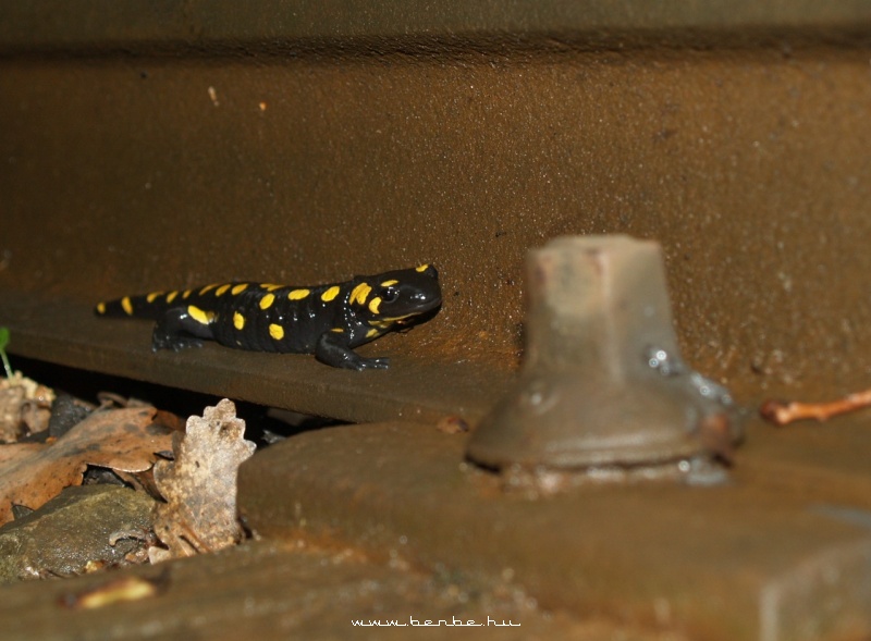 A patchy salamander on the wet rail photo