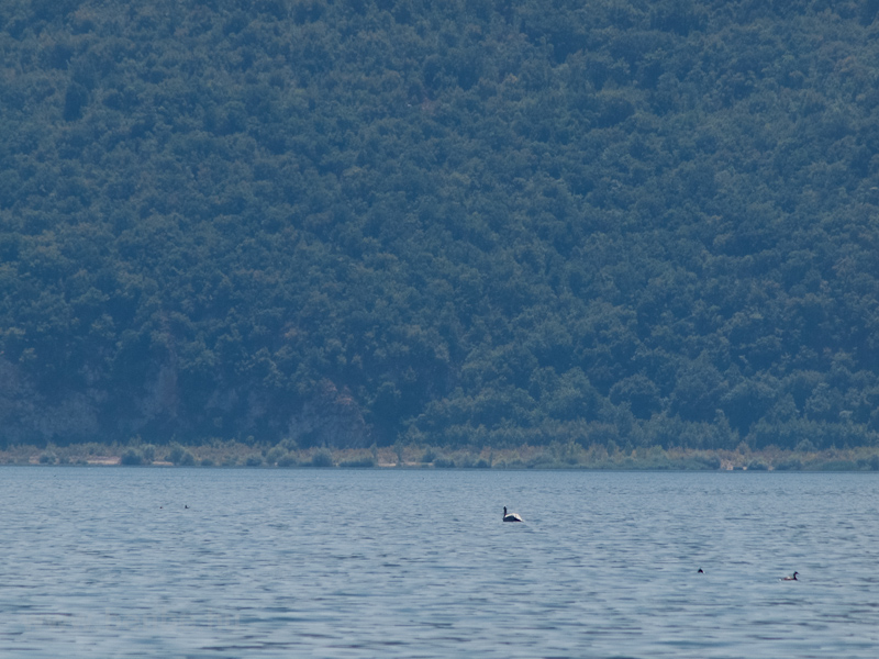 One of the six pelicans to be found on Lake Prespa photo