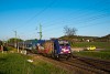 A MÁV-START 480 006 <q>Szent Márton Emlékmozdony</q> Sülysáp és Pusztaszentistván között (TRAXX Werbelok)
