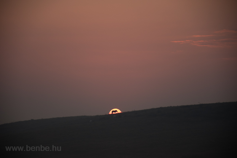 Sunrise and horse photo