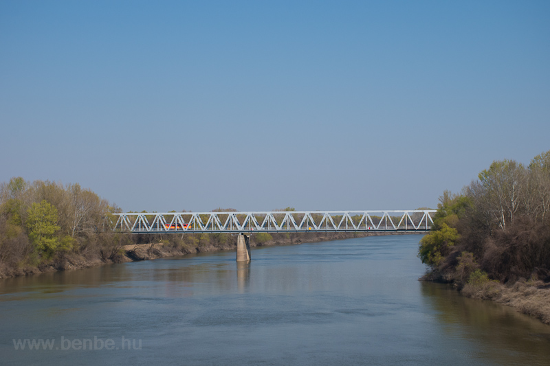 Bzmot a csongrdi Tisza-hdon fot