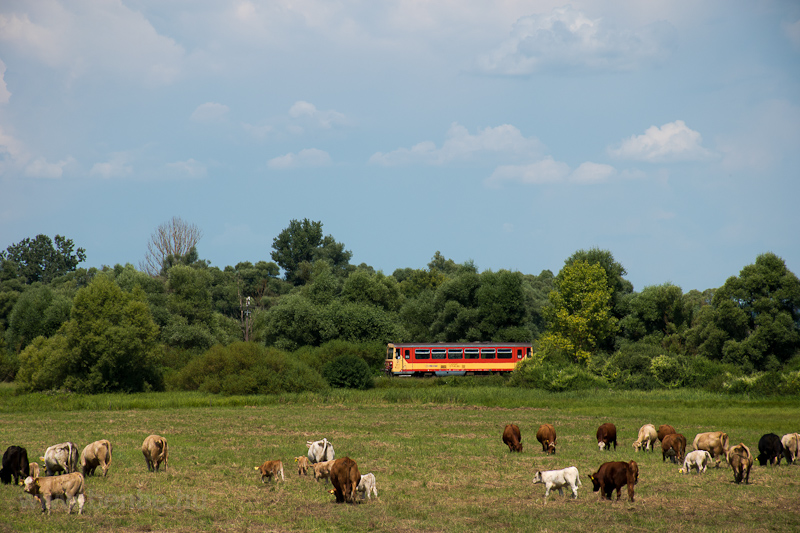 A MV-START 117 306 Szcsny s Hugyag kztt, a gyarkan belvizes/rvizes Ipoly-menti legelőnl, a 2023. augusztus 1-jn bezrt 78b Balassagyarmat-Ipolytarnc vastvonalon fot