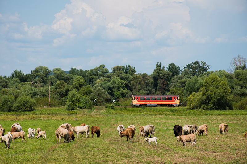 A MV-START 117 306 Szcsny s Hugyag kztt, a gyarkan belvizes/rvizes Ipoly-menti legelőnl, a 2023. augusztus 1-jn bezrt 78b Balassagyarmat-Ipolytarnc vastvonalon fot