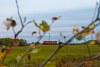 A MV-START 117 315 Kettőshalom s Gtr kztt a Szentes - Csongrd - Kiskunflegyhza vastvonalon, őszi levelek keretben