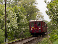 The ČSD M131.1125 <q>Hurvnek</q> railcar between Ludnyhalszi and Szcsny in the flowery forest