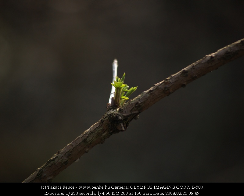 Sprouting photo