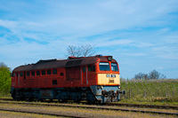 A MÁV-START 628 157 Mándok állomáson a gyümölcsfás, virágzó hegyoldal előtt