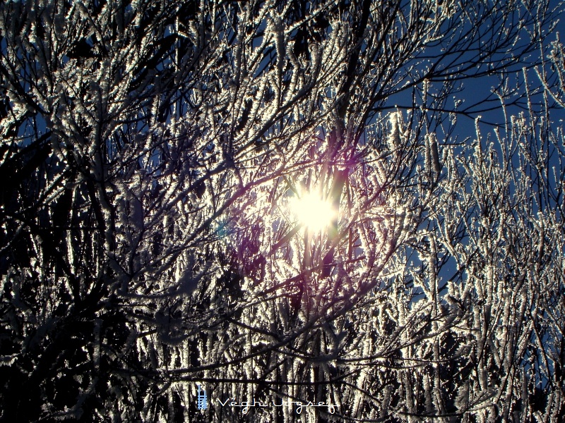 A frosty bush in the morning photo