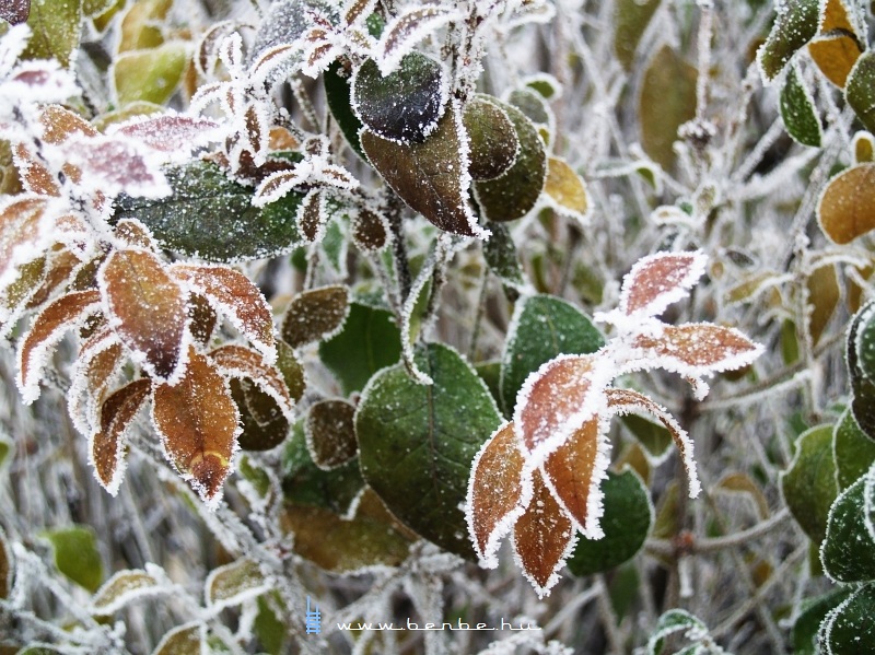 Frost on the late leaves photo