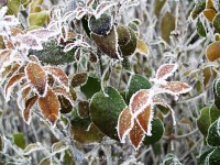 Frost on the late leaves