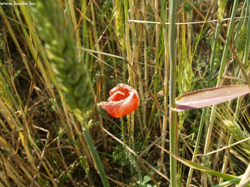 Red poppy photo