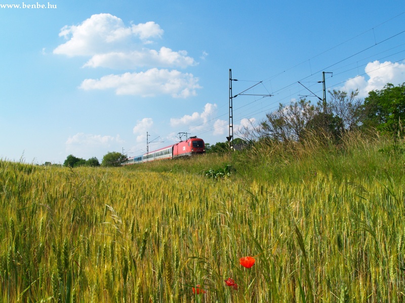 Bzamez, pipacsok s Taurus mozdony EuroCity vonattal fot