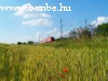 Wheat, poppies and a Taurus