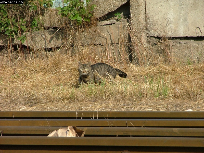 Macska szolglatban Kispesten fot
