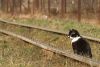 A cat at the narrow gauge track at Nagyszőlős