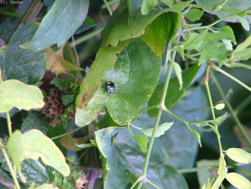 Flóra és fauna Városligeti  fotó