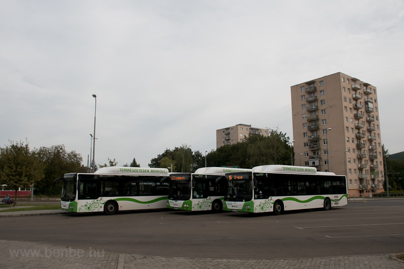MVK MAN-gyrtmny buszok Felső-Majlthban fot