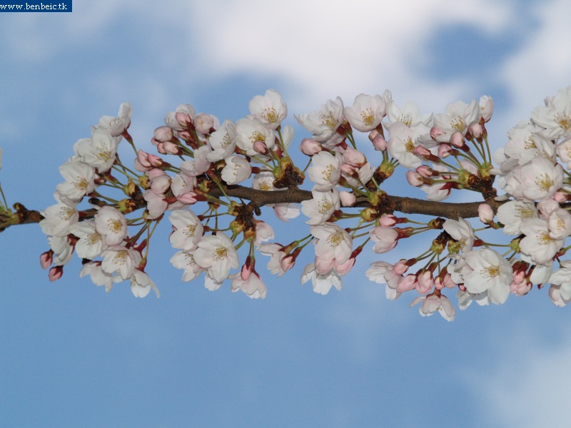 Cherry tree flowers photo