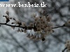 Cseresznyevirágok