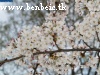Cseresznyevirágok