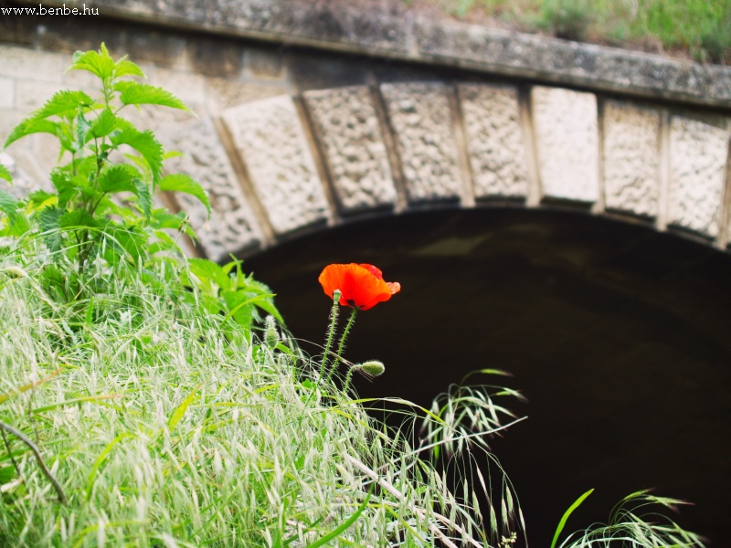 A tunnel, but not for the rails but for a creek under the railway photo