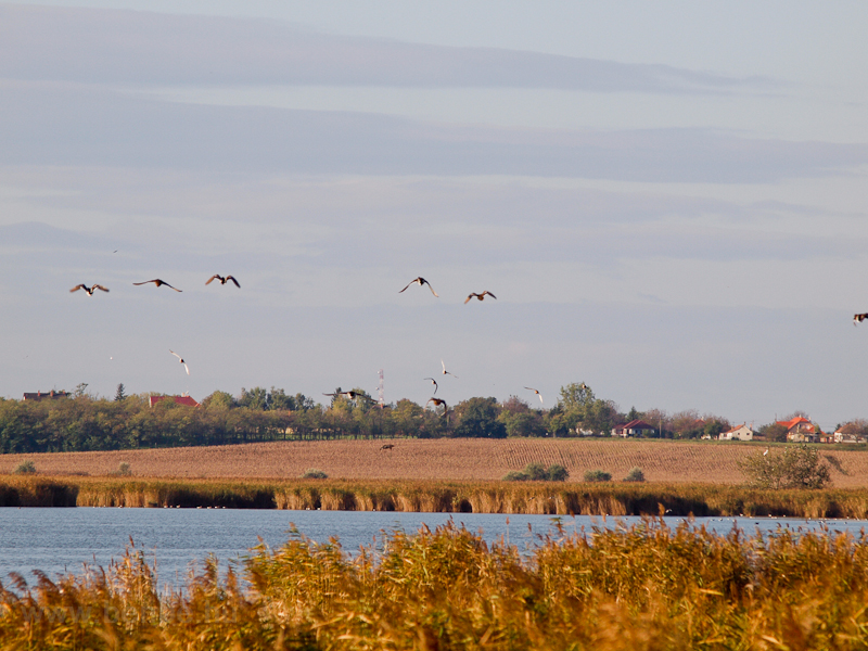 Birds at Dinnys photo