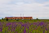 A Bzmot trainset is arriving as a replacement to the Szilvsvrad line for the week. Seen between Szihalom and Fzesabony