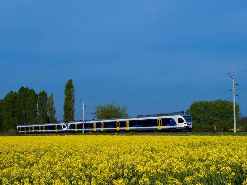 Rapeseed near Alagimajor photo