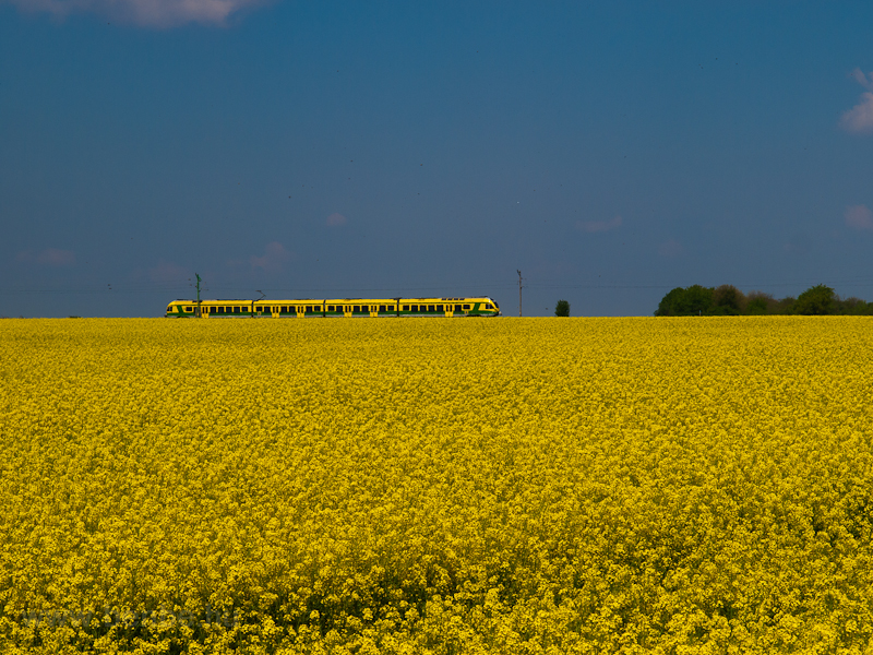 FLIRT in the rapeseed field photo