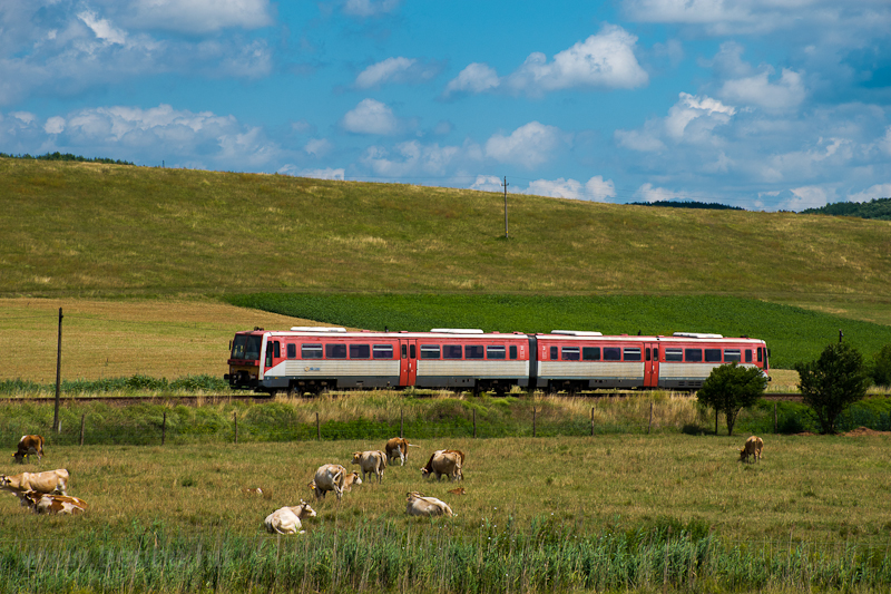 Uzsgyi Vizslnl
 fot