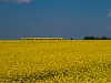 FLIRT in the rapeseed field