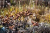 Plants in high mountains