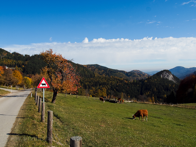Tehenekre figyelmeztető tbla s a valsgban is jelen levő tehenek Breitensteinnl fot