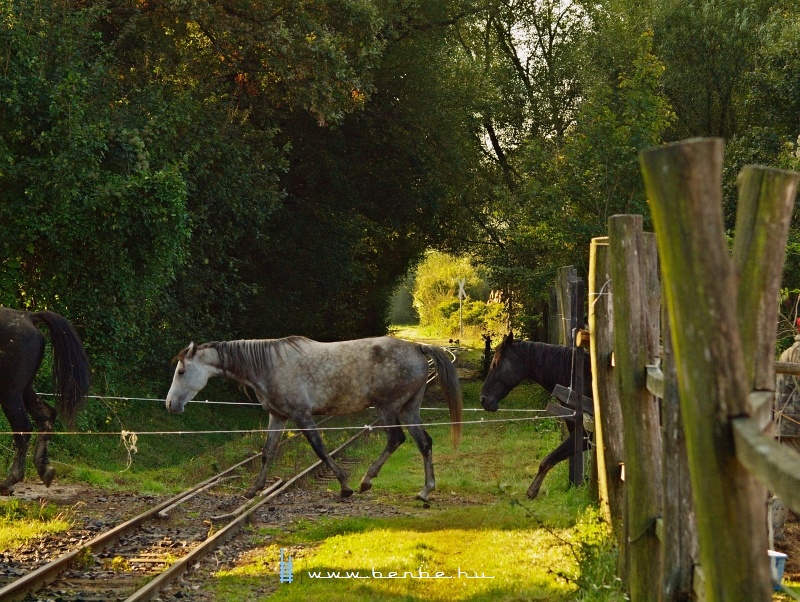 The horses go to graze photo