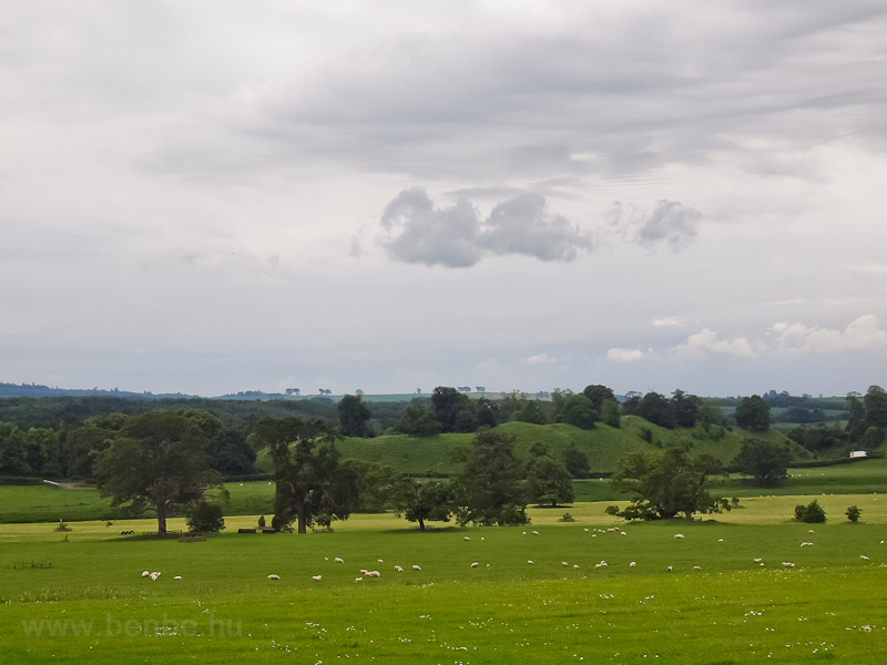 Sheep by Floors Castle, Kelso photo