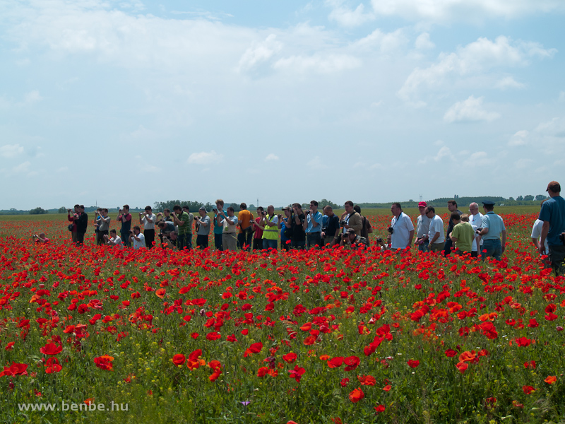 Photographing on the field full of red poppies photo
