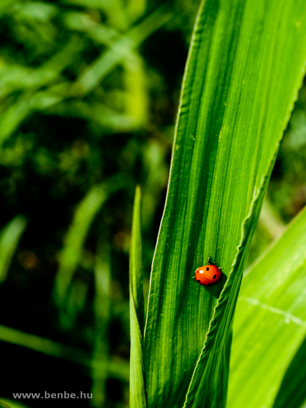 Ladybug photo